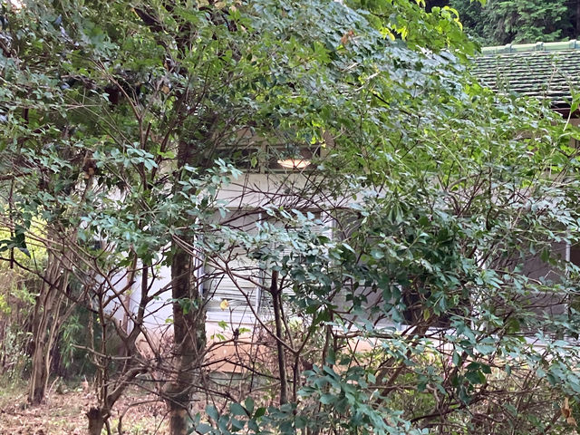 ぶんぶくの湯の庭側です。春にはツツジ、初夏から夏にかけては紫陽花、夏は木槿の花が彩ります。山からの風が心地よいですよ。_秘湯 ぶんぶくの湯