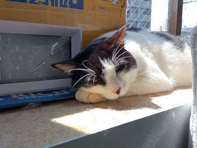 譲渡型保護猫カフェCatClubCherish