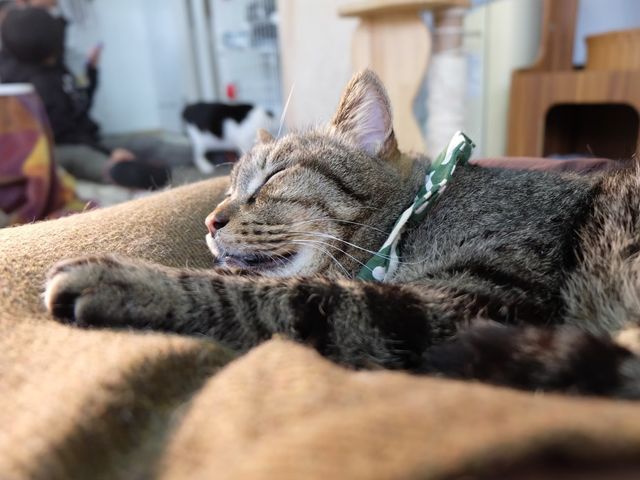 譲渡型保護猫カフェCatClubCherish