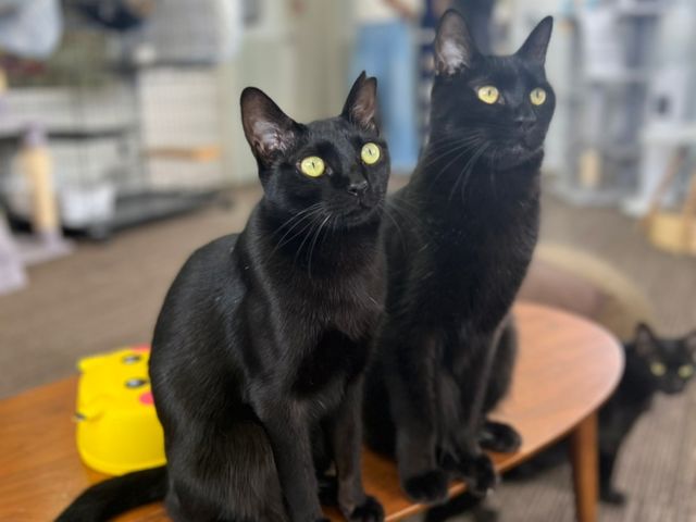 譲渡型保護猫カフェCatClubCherish
