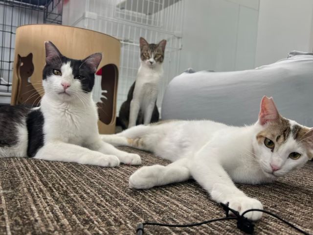 譲渡型保護猫カフェCatClubCherish