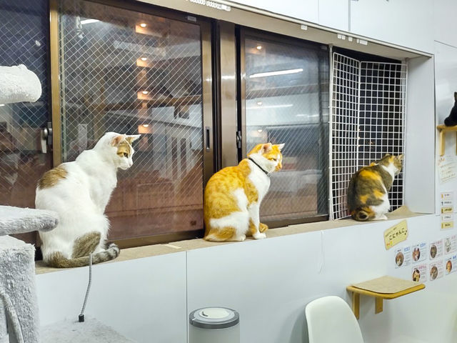 譲渡型保護猫カフェCatClubCherish