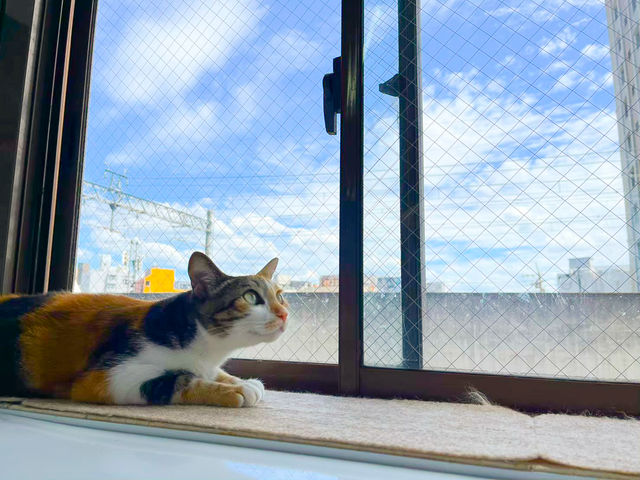 譲渡型保護猫カフェCatClubCherish
