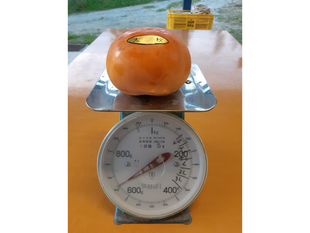太秋1番大きいの660g_鶴田農園