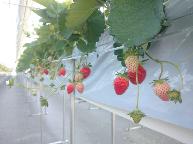 べり果 strawberrypark