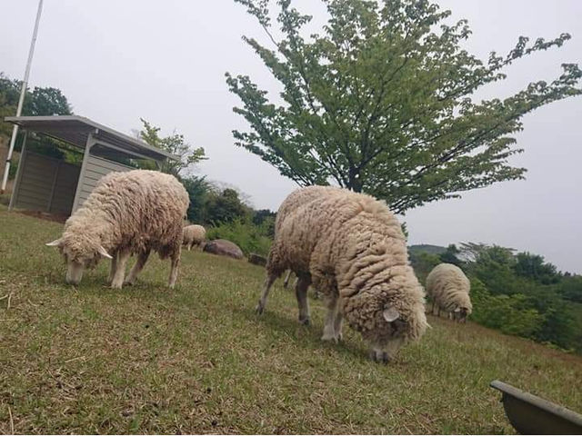跡市ひつじ牧場