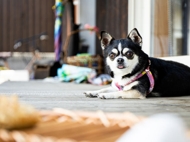 看板犬のちぃちゃん_あきこきっちんパン屋さん