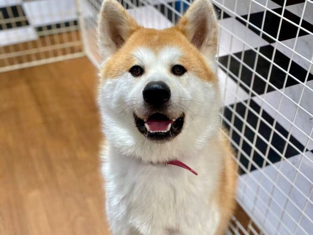 KABAZOOの看板犬♪
秋田犬のアーリーくんです!_KABAZOO
