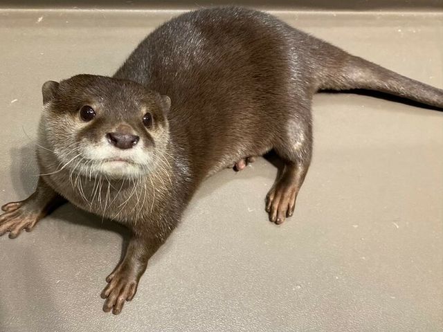 カワウソのミサキちゃん!
おやつが大好き!_KABAZOO