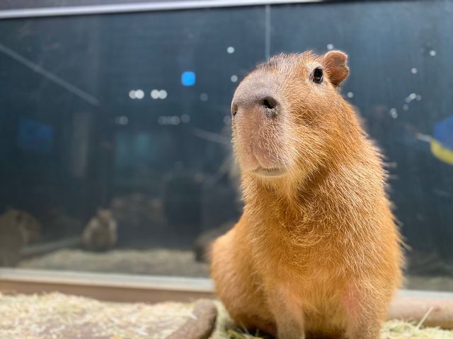 室内ですが、カピバラ等の大きい動物もいるんです!おやつをあげて、近くから観察してみて下さい♪_KABAZOO