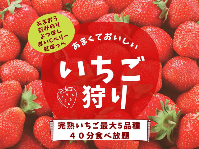 あまおう、恋みのり、よつぼし、紅ほっぺ、おいCベリーの最大5品種を40分食べ放題!_soil select farm