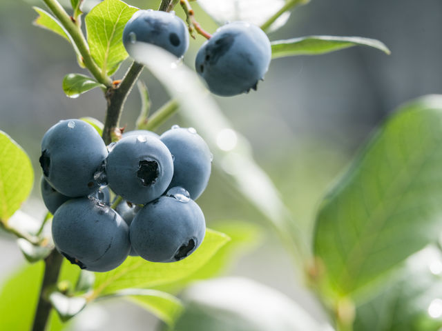 樹の上で完熟したブルーベリーのおいしさをぜひご賞味ください_Blueberry HILLS あつぎ