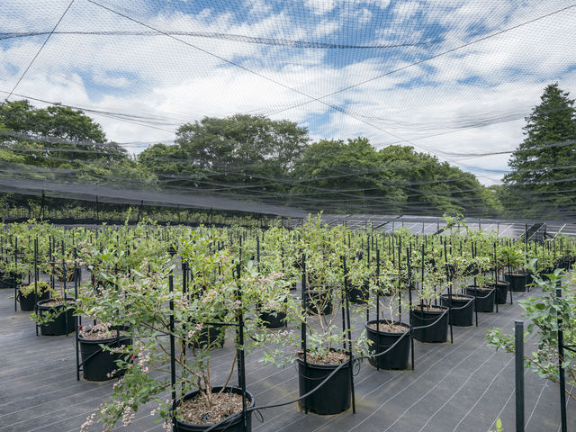 農園主厳選の80品種のブルーベリー_Blueberry HILLS あつぎ