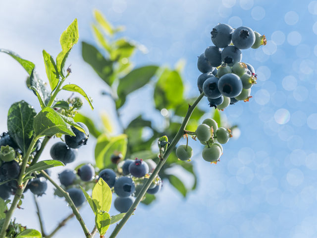 完全予約制の屋外農園なので蜜を避けてゆったりできます_Blueberry HILLS あつぎ