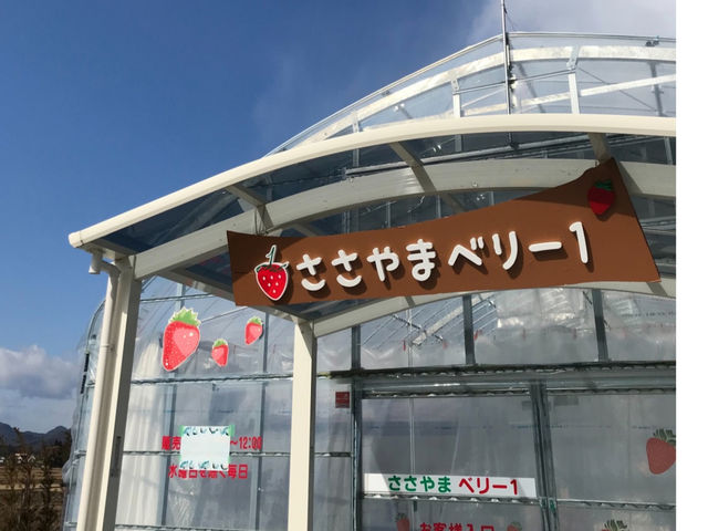 ささやまベリー1