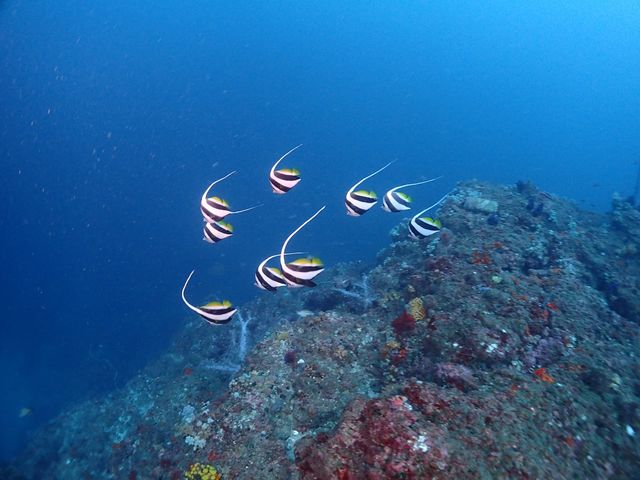 RICO marine -KAWASAKI-