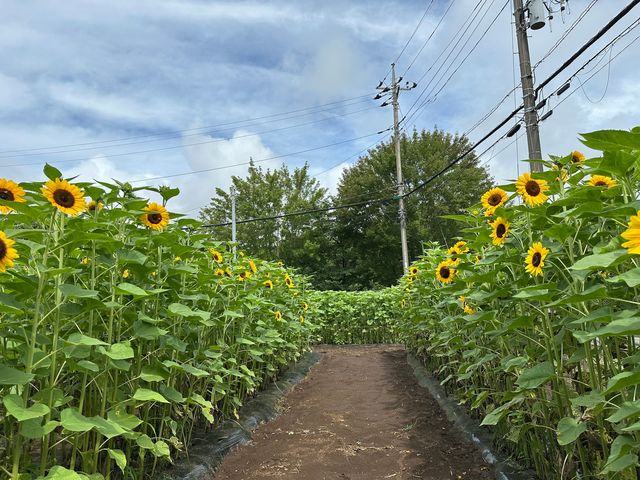 太陽に向かって力強く咲き誇る元気なひまわりの中から、お気に入りのひまわりを摘み取り!_典祥窯/典祥ひまわりガーデン
