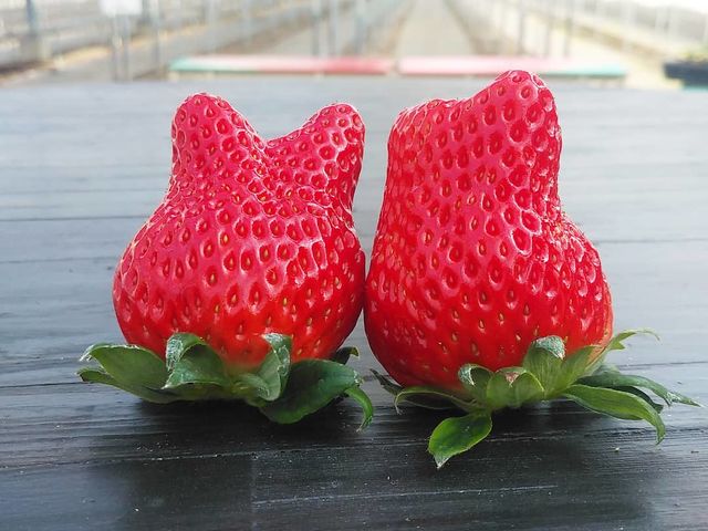 いちご縁中川