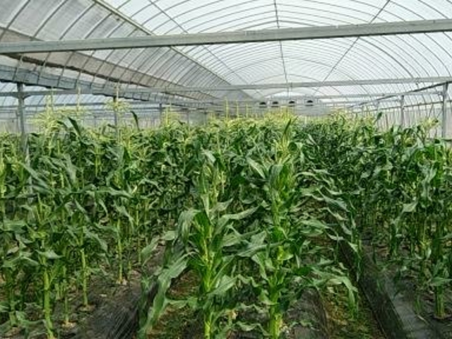 鈴木農園