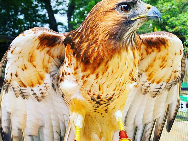 猛禽類もたくさん!
近くで見ることができます!!_ふれあい動物園 ANIMA