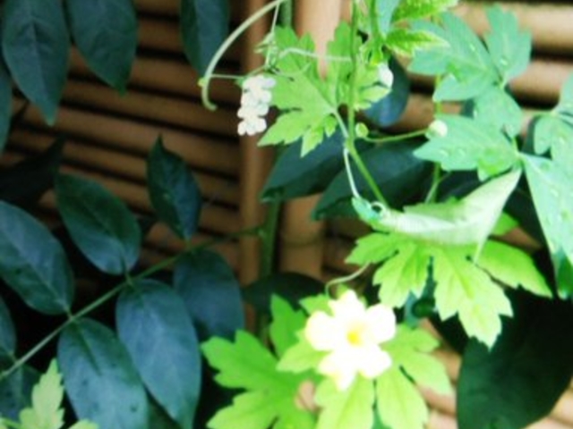 風船カズラの突然変異種の黄色い花 _自居留の杜