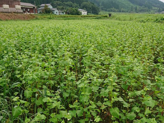 田川そばの郷