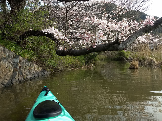 水上花見なんて素敵じゃないですか?_ユニバーサルワークス