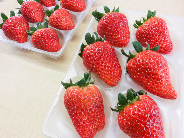 白馬農場 いちご園