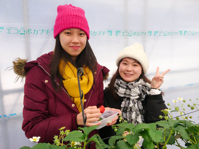 白馬農場 いちご園