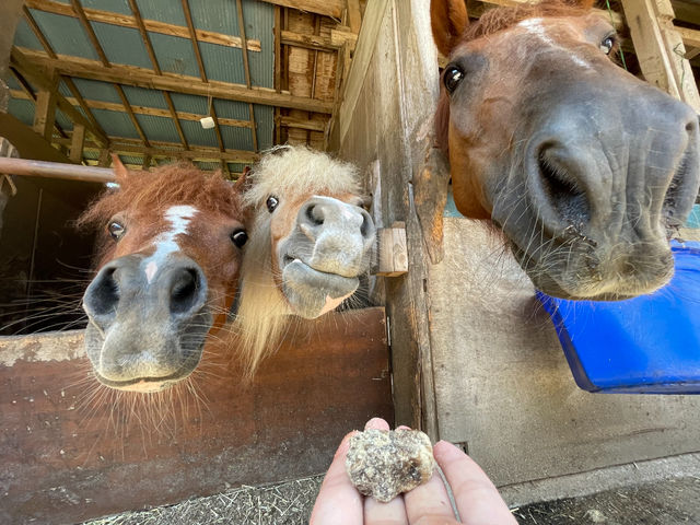 厩舎には愛くるしい馬達が暮らしています。_ホーストレッキングファーム三浦海岸