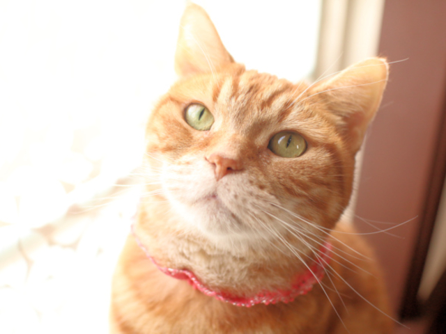 レント君_猫がいるカフェ Adagio