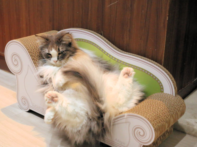 アルト君_猫がいるカフェ Adagio