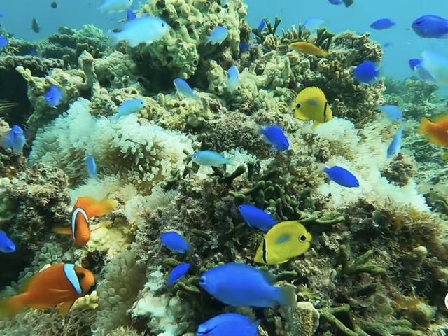 たくさんの種類の熱帯魚_沖縄マリンアクティビティパーク備瀬崎