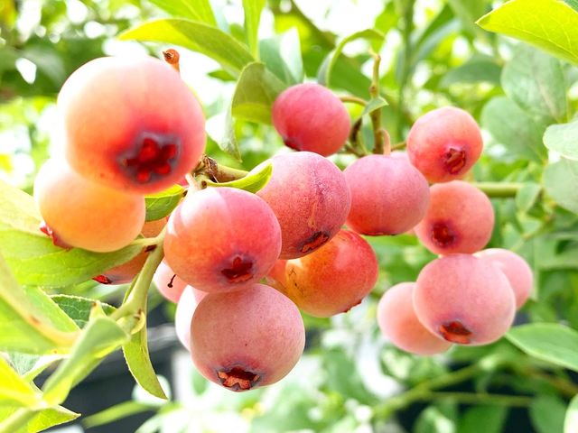 園内約3割の品種がパテント種(契約しないと育てられない品種)で、他ではなかなか食べられない品種です!_MILAND FARM