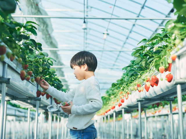 高設栽培のため、お子様にもおすすめです。_ロックファーム京都(あざといちごハウス)