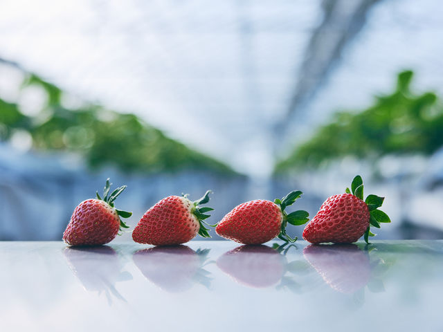 4種類の「あざといちご」が食べ放題のプランをご準備しています。_ロックファーム京都(あざといちごハウス)