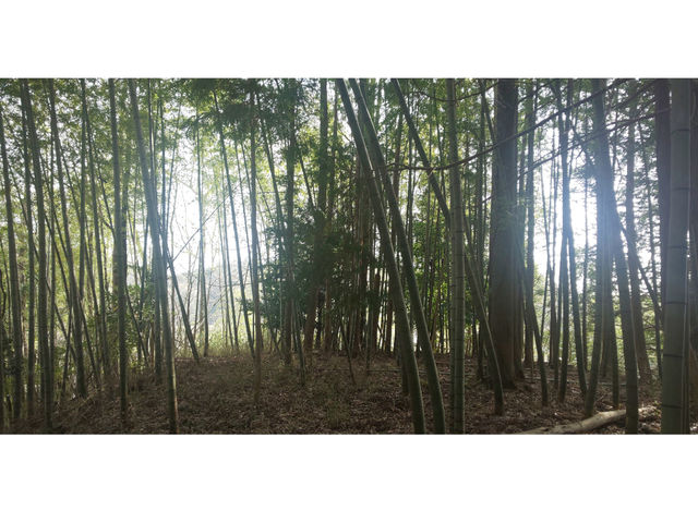 春は貸切の裏山で筍堀り体験。_古民家やまおか