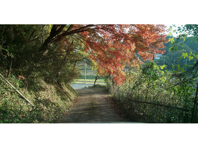 一棟貸切で秋の紅葉も独り占め。_古民家やまおか