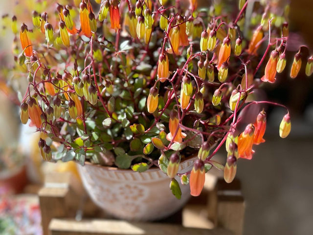 色んな植物、ガーデン雑貨屋を取り扱っております。_すみっこGarden