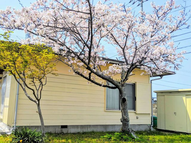 春には満開の桜の下でお花見バーベキューが楽しめます。_一棟貸しの宿さくら