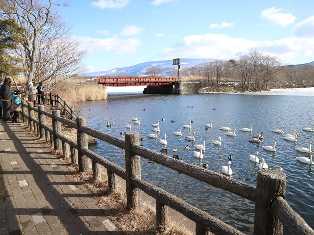 白鳥台セバット