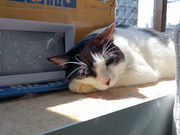 譲渡型保護猫カフェCatClubCherishの写真1