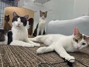 譲渡型保護猫カフェCatClubCherishの写真4