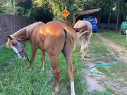 PONY PLUSの写真3