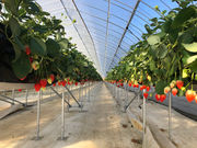 日光いちご園 渡辺の写真2