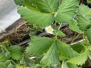 ストロベリーフィールズきたさかの写真4