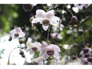 高尾山さる園・野草園の写真3