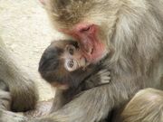 高尾山さる園・野草園の写真4