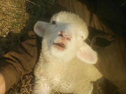 跡市ひつじ牧場の写真2