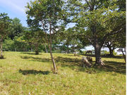 跡市ひつじ牧場の写真4